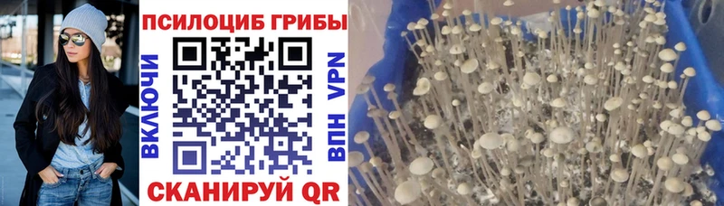Псилоцибиновые грибы MAGIC MUSHROOMS  дарнет шоп  Новотитаровская 